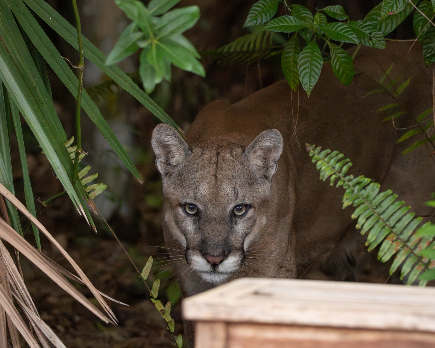 A large cat peeks out from behind vegetation